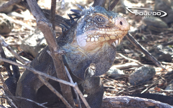 Iguane des petites antilles