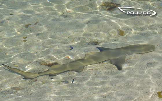 Requin citron